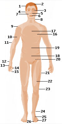 Human body